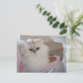 ピンクの椅子に座る白いペルシャ猫 ポストカード (スタンド正面)