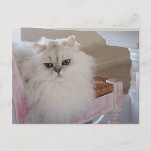 ピンクの椅子に座る白いペルシャ猫 ポストカード (正面)