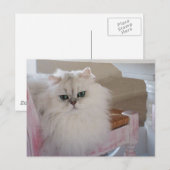 ピンクの椅子に白いペルシャ猫 ポストカード (正面/裏面)