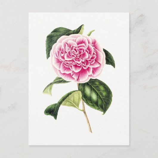 ピンクの椿のビンテージ植物画 ポストカード (正面)