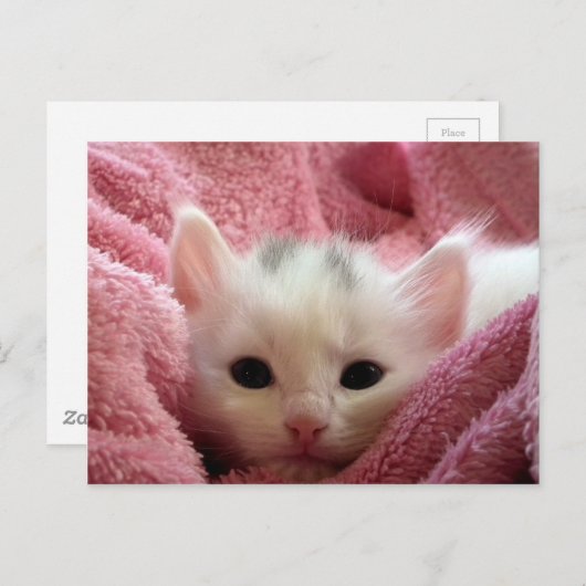 ピンクの毛布で眠る可愛い白い子猫 ポストカード (正面/裏面)
