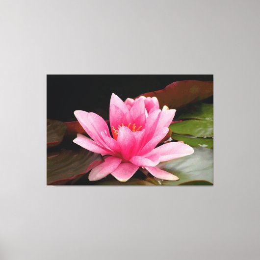 ピンクの水百合延伸キャンバスプリント キャンバスプリント (正面)
