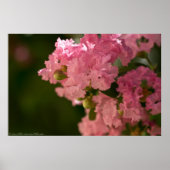 ピンクの淡い色のクレープマートルの花のポスター ポスター (正面)