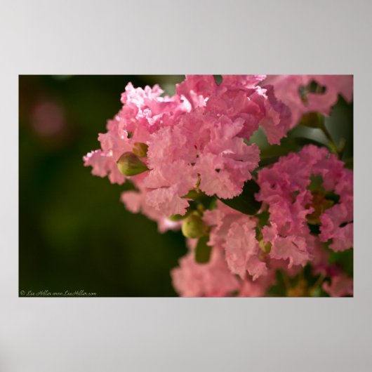 ピンクの淡い色のクレープマートルの花のポスター ポスター (正面)