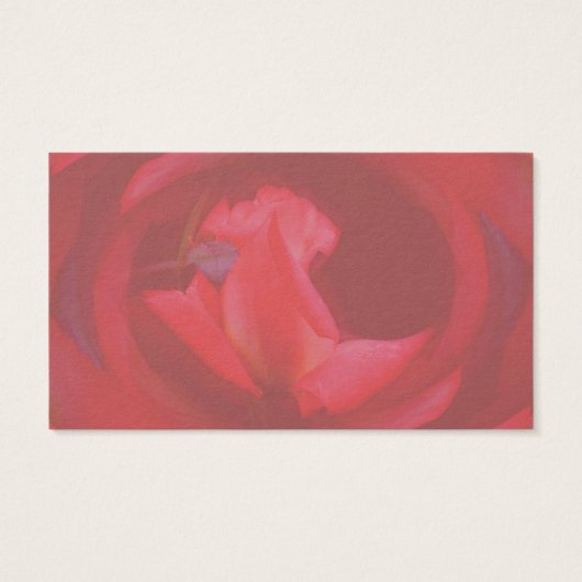 ピンクの渦巻きバラの花の名刺 (裏面)