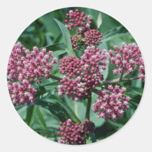 ピンクの湿地ミルクウィード(Asclepias Imentnata)花 ラウンドシール
