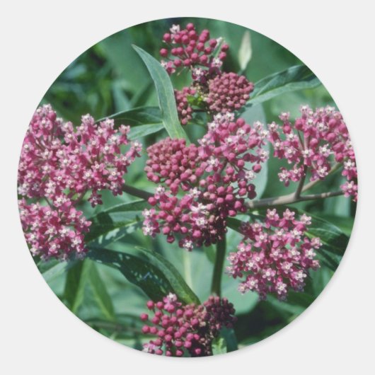 ピンクの湿地ミルクウィード(Asclepias Imentnata)花 ラウンドシール (正面)
