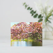 ピンクの満開の桜 ポストカード (スタンド正面)