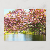 ピンクの満開の桜 ポストカード (正面)