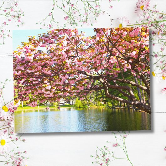 ピンクの満開の桜 ポストカード