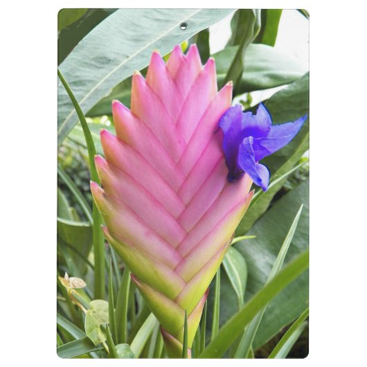 ピンクの熱帯クイル植物フローラ クリップボード (裏面)