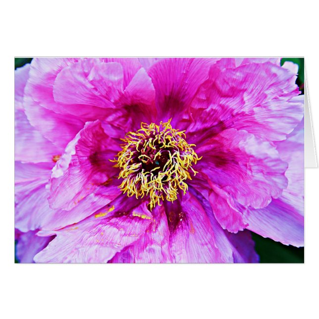 ピンクの爆発 (正面横)