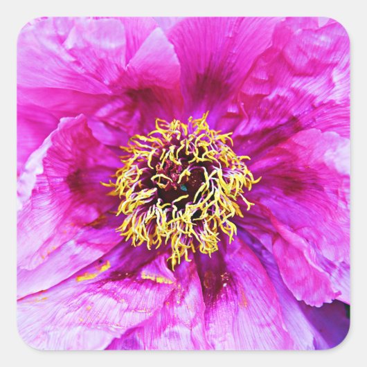 ピンクの爆発 スクエアシール (正面)