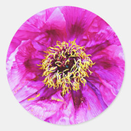 ピンクの爆発 ラウンドシール