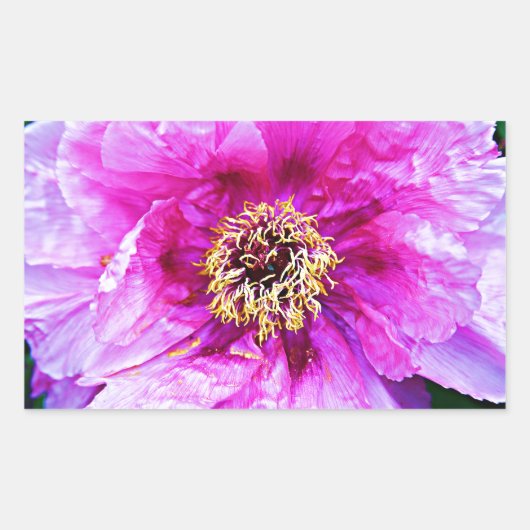 ピンクの爆発 長方形シール (正面)