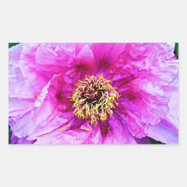 ピンクの爆発 長方形シール