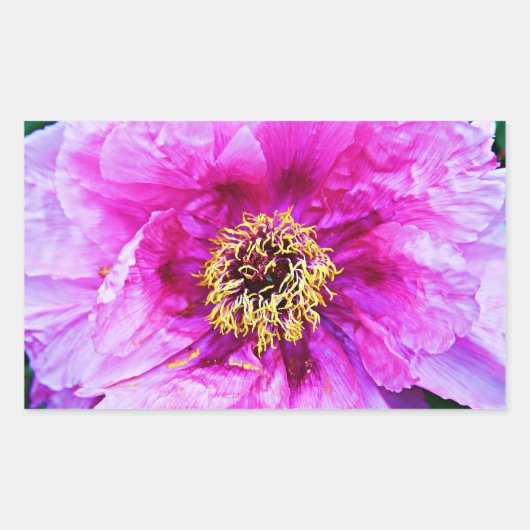 ピンクの爆発 長方形シール (正面)