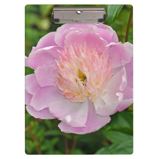 ピンクの牡丹の花 クリップボード (正面)