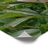 ピンクの牡丹の花。 ポスター (角)