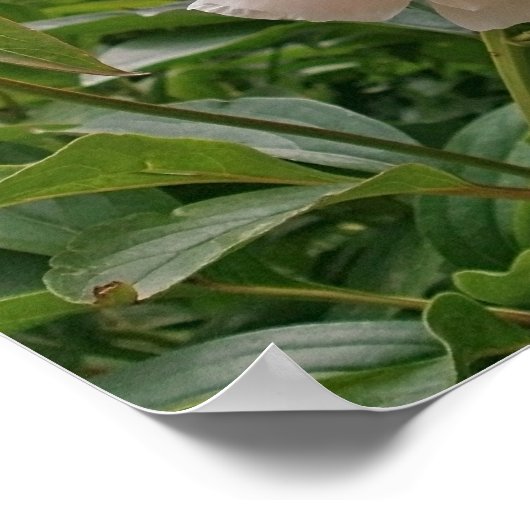 ピンクの牡丹の花。 ポスター (角)