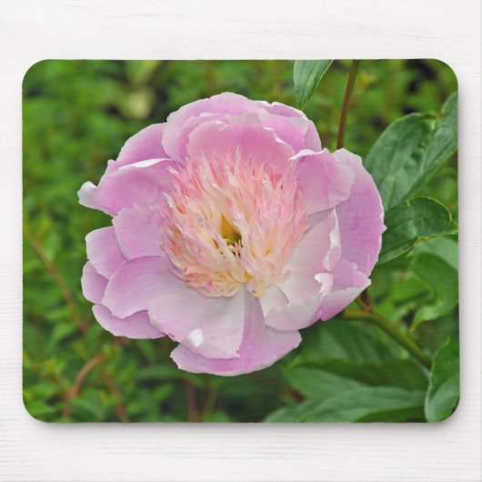 ピンクの牡丹の花 マウスパッド (正面)