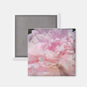 ピンクの牡丹の花 マグネット (正面/裏面)