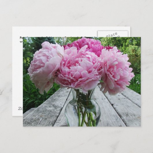 ピンクの牡丹/牡丹の花が花瓶に飾られる ポストカード (正面/裏面)