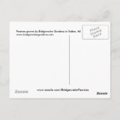 ピンクの牡丹/牡丹の花が花瓶に飾られる ポストカード (裏面)