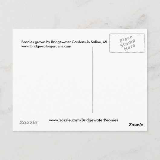 ピンクの牡丹/牡丹の花が花瓶に飾られる ポストカード (裏面)