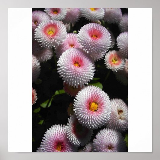 ピンクの玉 ポスター (正面)