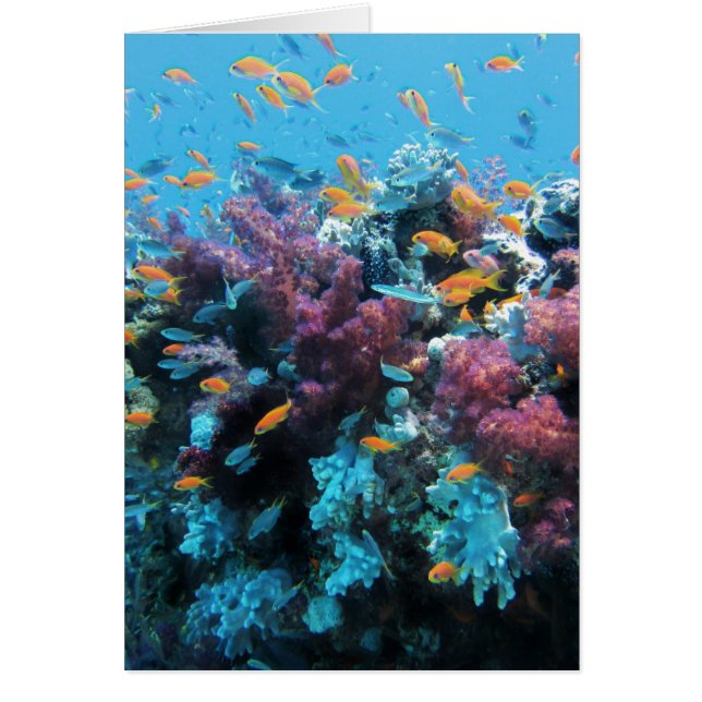 ピンクの珊瑚 (正面)