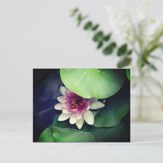 ピンクの白い水彩写真はがき ポストカード (スタンド正面)