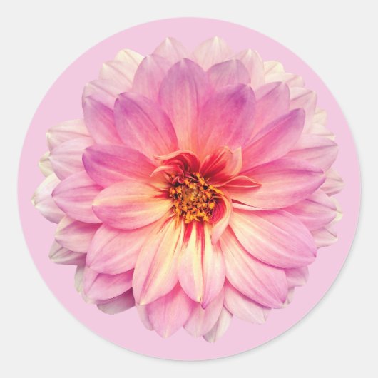 ピンクの百日草の花 ラウンドシール (正面)