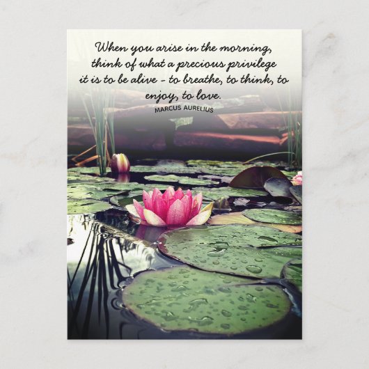 ピンクの睡蓮とスイレンの葉の写真 - オーダーメイド ポストカード (正面)