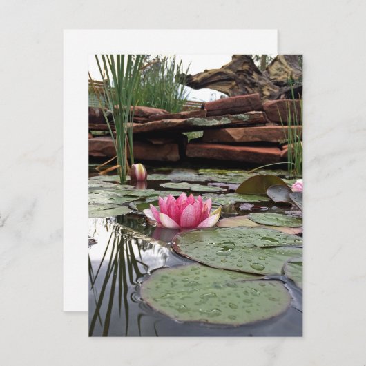ピンクの睡蓮の反射の写真 ポストカード (正面/裏面)