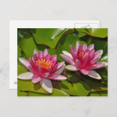 ピンクの睡蓮はがき ポストカード (正面/裏面)