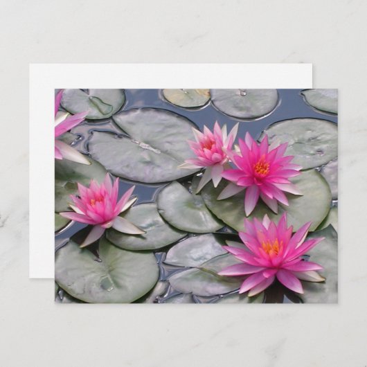 ピンクの睡蓮 案内ポストカード (正面/裏面)