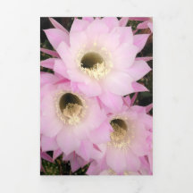 ピンクの砂漠の花びら