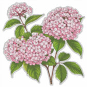 ピンクの紫陽花の花が満開 シール (正面)