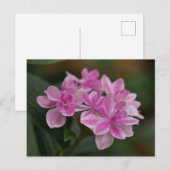 ピンクの紫陽花の葉のポストカード シーズンポストカード (正面/裏面)