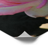 ピンクの縁取りバラポスター ポスター (角)