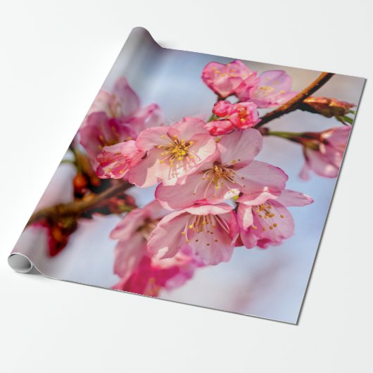ピンクの美しいの花の優れた桜 ラッピングペーパー (アンロールド)