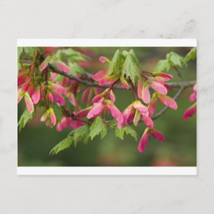 ピンクの翼シカモレ種子 – Acer pseudoplatanus ポストカード