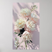 ピンクの背景に美しい白とピンクの芍薬 ポスター (正面)