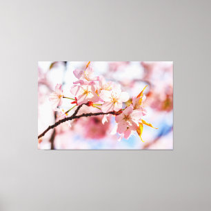 ピンクの背景に、愛らしい桜の花の束 キャンバスプリント
