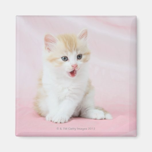 ピンクの背景の子猫 マグネット (正面)