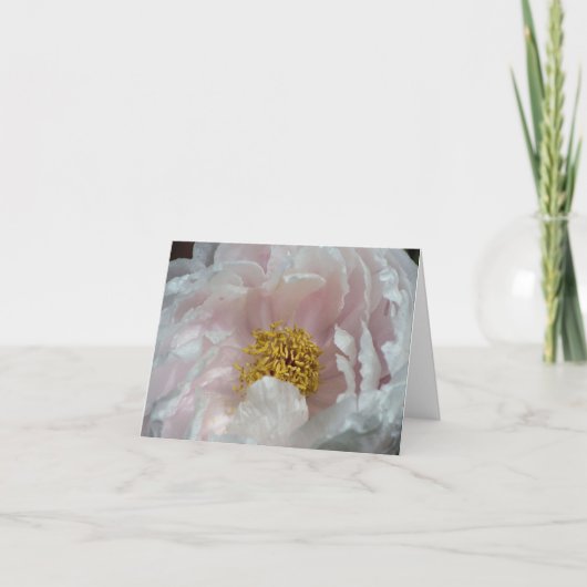ピンクの芍薬のつぼみが開く花の写真 ノートカード (正面)