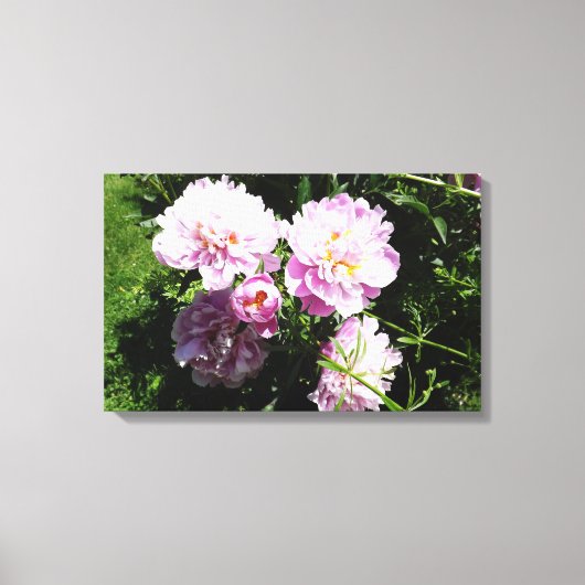 ピンクの芍薬の写真壁アート キャンバスプリント (正面)