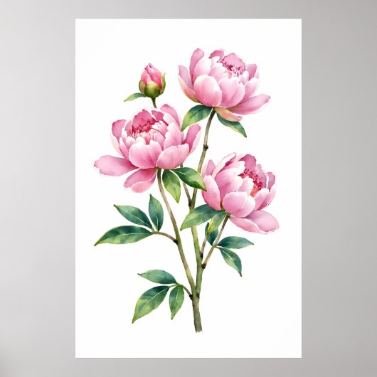 ピンクの芍薬の水彩画の植物画 ポスター (正面)