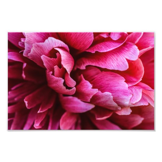 ピンクの芍薬の花びらの写真プリント フォトプリント (正面)